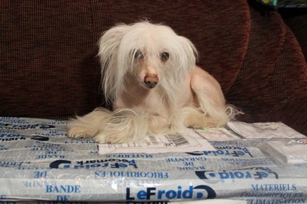 Первый Весенний Цветок! Anson, Dollzone