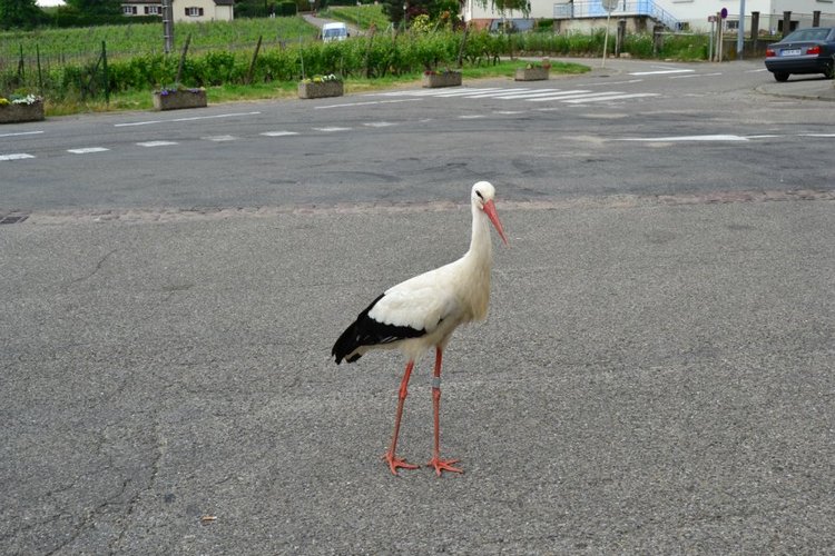 Очарование стринных французских городов