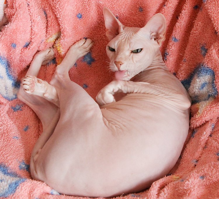 Знакомство Лолы, Kaye Wiggs (фото 2)