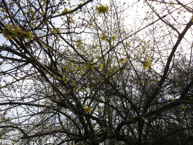 Юные кладоискательницы, или Офелия и Луни развлекаются