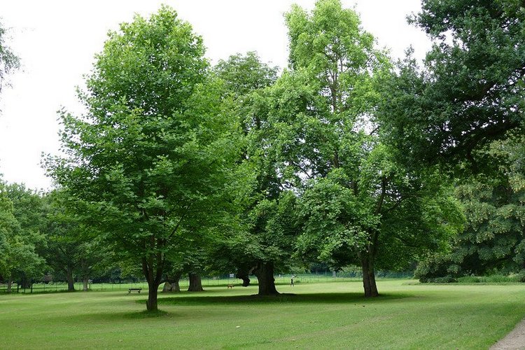Hirschpark Hamburg. Олений парк. ВИДЕО
