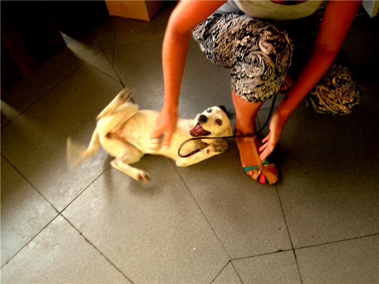 Лето. Солнце. Море. Всё смешалось - звери, куклы. Часть2 | Бэйбики Лето. Солнце. Море. Всё смешалось - звери, куклы. Часть2