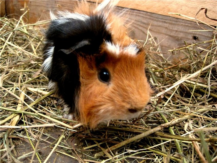 Лето. Солнце. Море. Всё смешалось - звери, куклы. Часть2 | Бэйбики Лето. Солнце. Море. Всё смешалось - звери, куклы. Часть2 (фото 9)