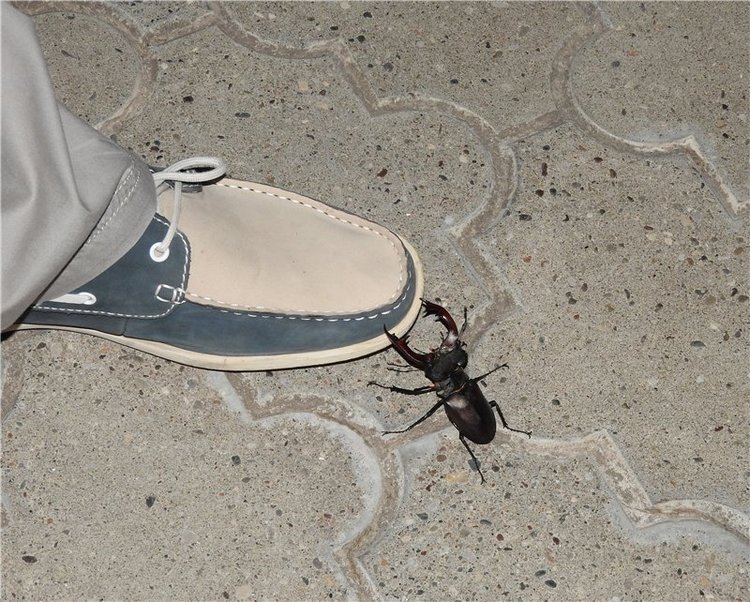 Любителям маленьких кукол