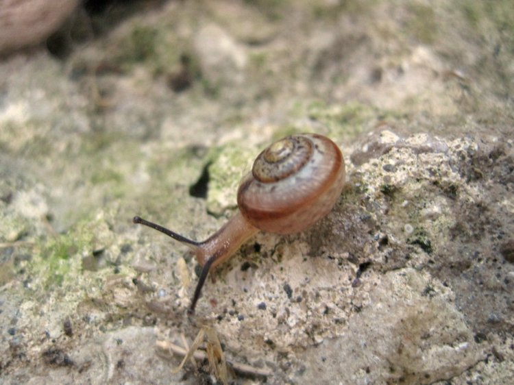 Выходные в деревне. Эдер - коллекционна кукла Susi Eimer