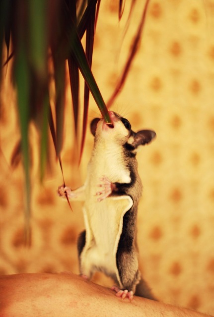 Космос — В мире животных: смешные фото питомцев и зверей (фото 10)