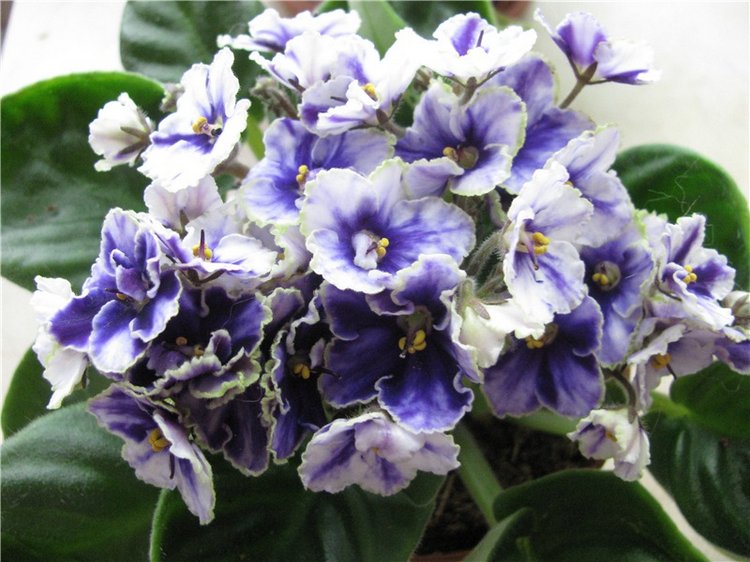 Моя Адора Фиалка — Куклы Adora (Адора): коллекционные виниловые (фото 4)