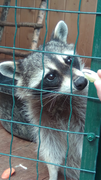 Тинка в экопарке — Куклы и тела Obitsu (Обитсу): 1/6 (фото 4)