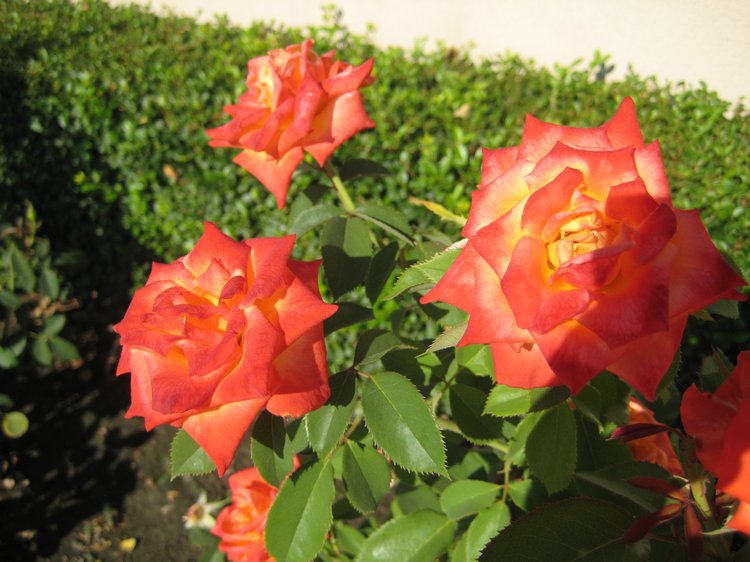 Вот такая вот Болгария — Туризм и путешествия: фотоотчеты из поездок