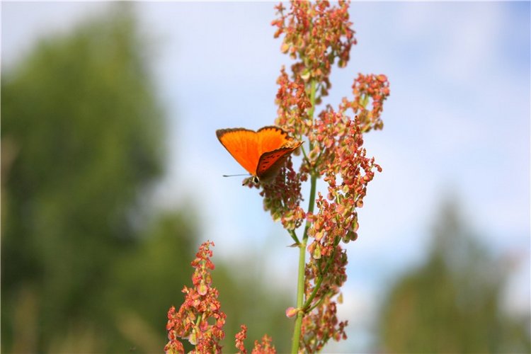 Просто Соня. Уникальные куклы от Сильвии Наттерер | Бэйбики Просто Соня. Уникальные куклы от Сильвии Наттерер