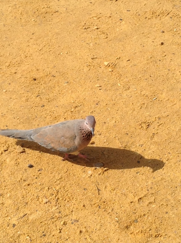 Белое солнце пустыни. Ч.2. Восточное, Соленое, Мертвое море- легенда