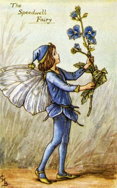 Долгая жизнь цветочных фей от иллюстраций Cicely Mary Barker до кукол Birgitte Frigast (фото 7)