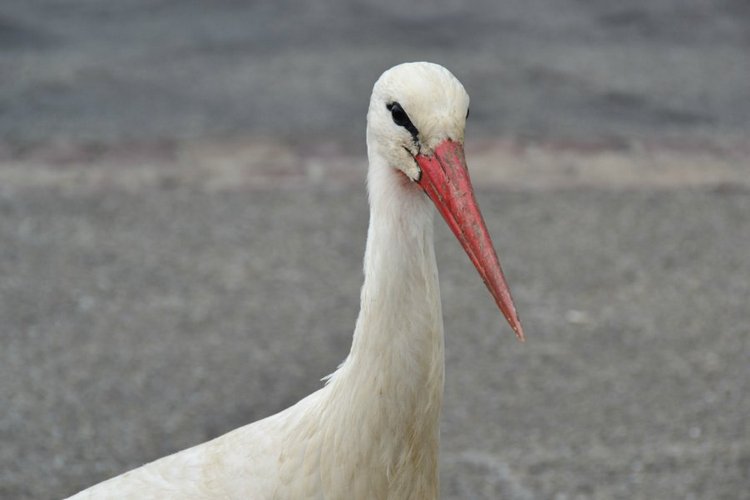 Очарование стринных французских городов