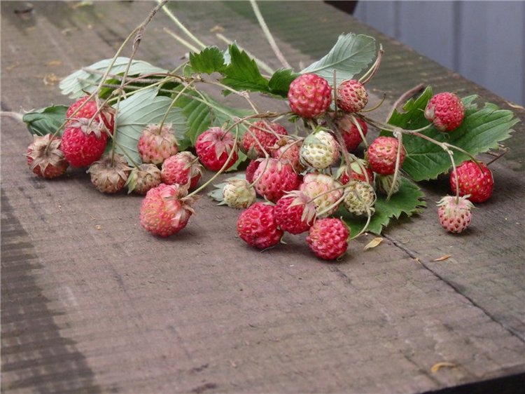 Лесная сказка или Варварка на Нугуше