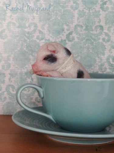 Зверятки-реборнятки — Молды и прототипы Реборн (Reborn): новинки (фото 5)