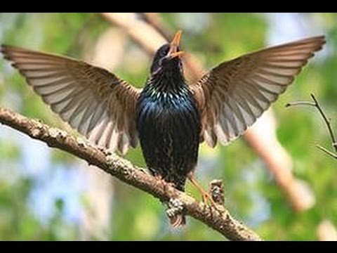 Марселька и тролли рассаду сажали, а бабочка с пчелкой им помогали... По следам конкурса "Моя Весна"