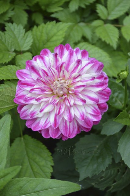 Яркие краски. Вихтели Rosemarie Anna Muller