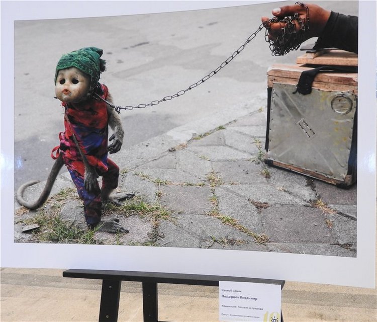 Любителям фотографий: Фестиваль дикой природы «Золотая черепаха»
