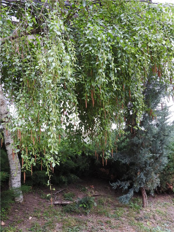 Любителям маленьких кукол