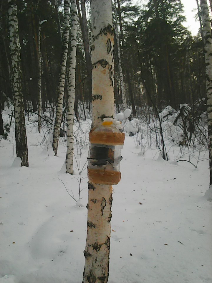 Интересное наблюдение за птицами у кормушки