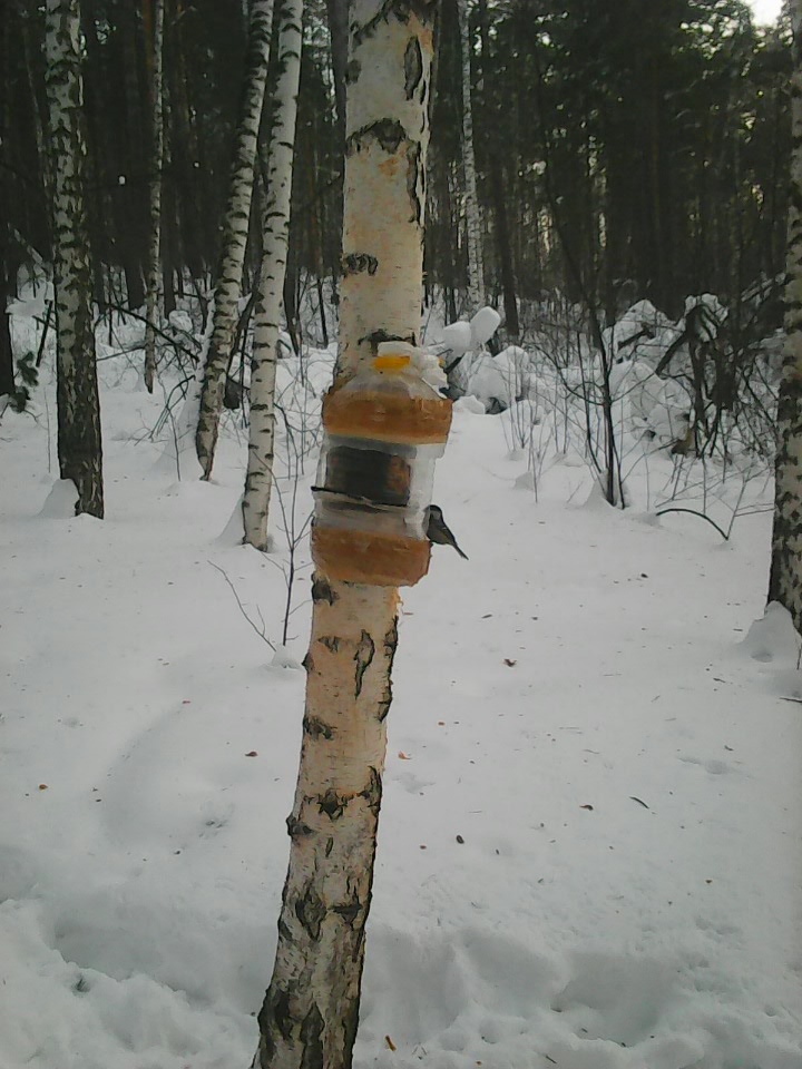 Интересное наблюдение за птицами у кормушки