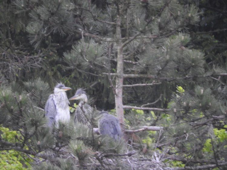 Любителям птиц. Серая цапля Словении