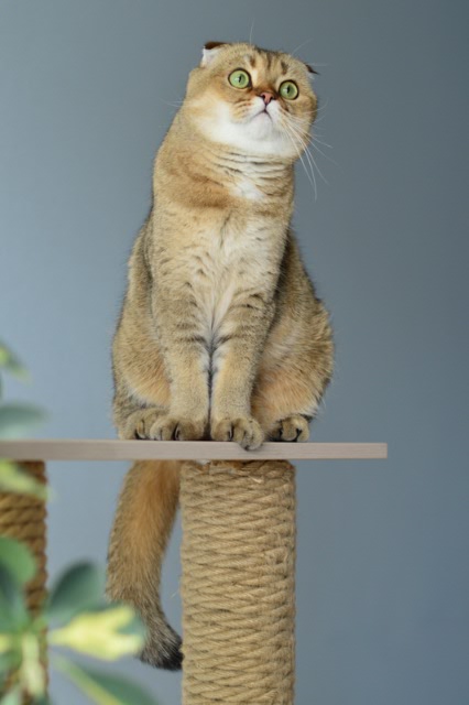 Опять котики. "Это все МА-Е!!"