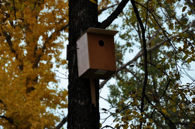 Осенняя прогулка... Littlefee Bisou от Fairyland (фото 7)