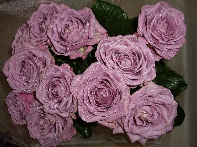 Сиреневое настроение или девочка от Сьюзен Крей