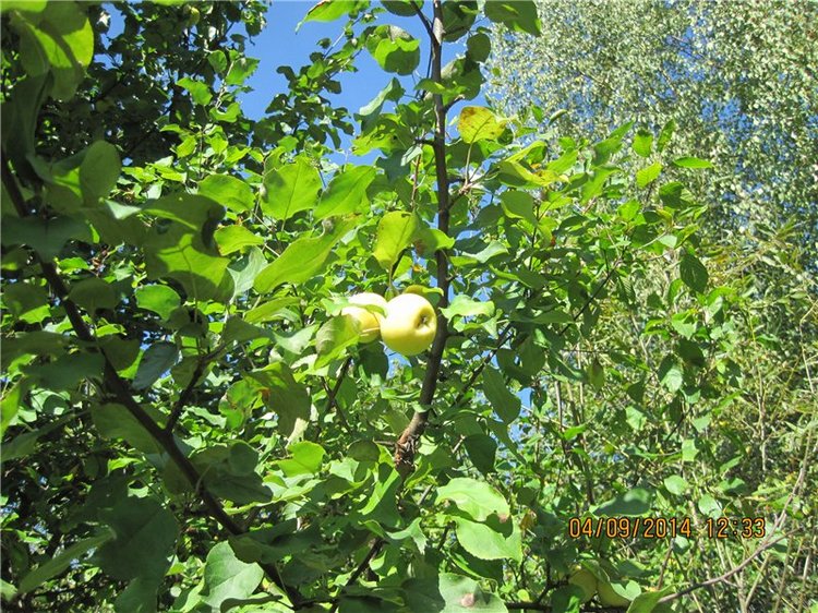 Алёнка, моя куколка Paola Reina