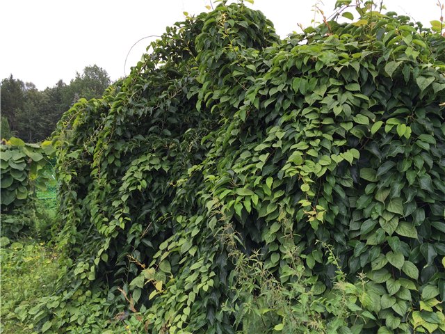 Светлая Галадриэль, или путешествие по Эльфийскому лесу | Бэйбики Светлая Галадриэль, или путешествие по Эльфийскому лесу