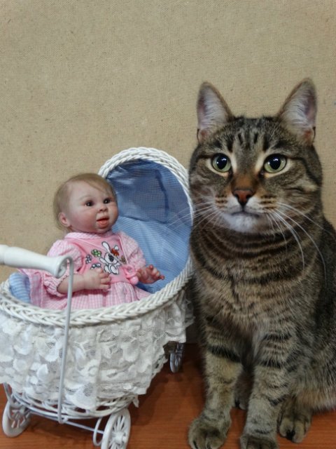 Моего кота не волнуют конкурсы, он просто любит фотографироваться