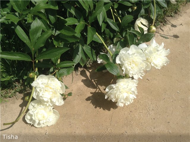 Малышки Sarah Key — Другие мини