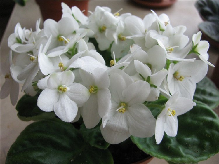 Моя Адора Фиалка — Куклы Adora (Адора): коллекционные виниловые (фото 8)