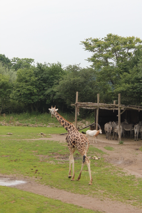 По Германии: зоопарк Лейпцига, часть 3