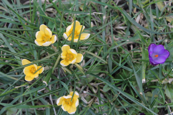 По Германии: весна в Лейпциге (фото 2)