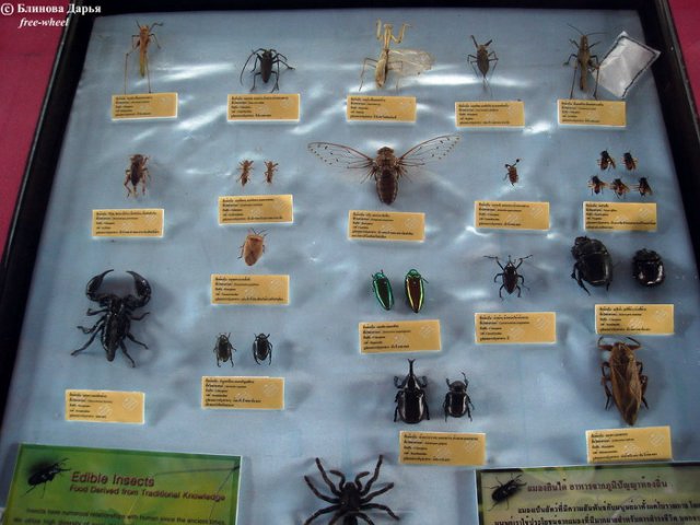 Коллекционер никогда не плюнет в колодец времени или Не покупайте с рук Рубенса, могут подсунуть Рембрандта