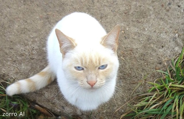 Zwergnase Bloeme 2001 г — Куклы Zwergnase (Цвергназе/Цверги): фото