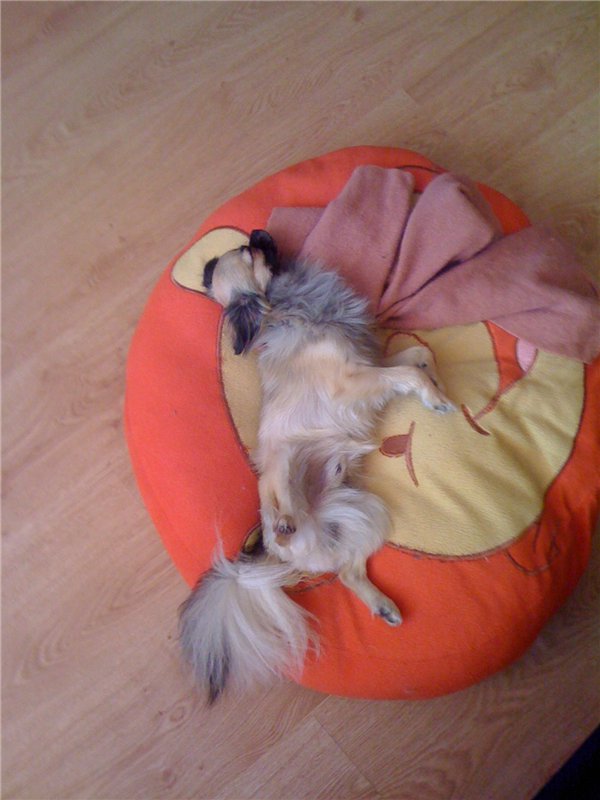 Учимся крепко спать — Болталка и разговоры обо всем: жизнь (фото 3)