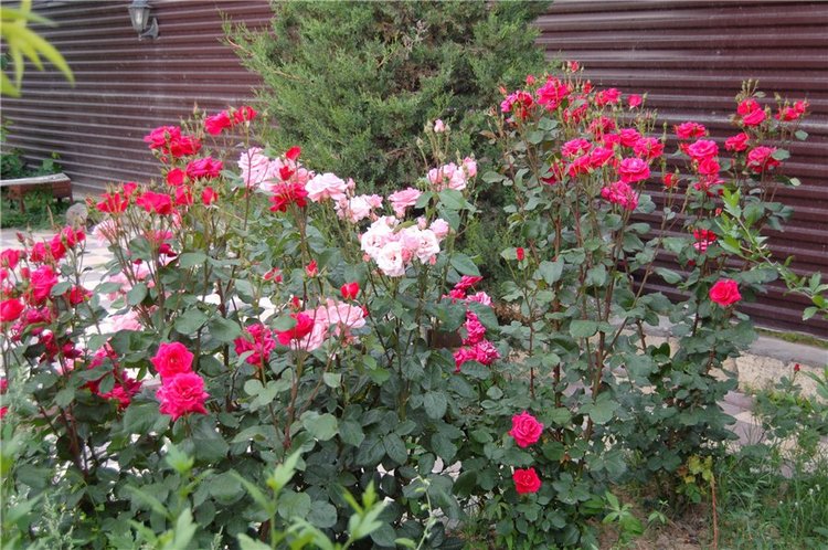 Прогулка по саду Doll zone