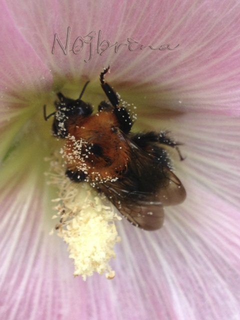 Яркие краски. Вихтели Rosemarie Anna Muller