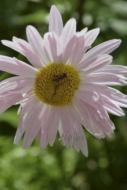 Яркие краски. Вихтели Rosemarie Anna Muller