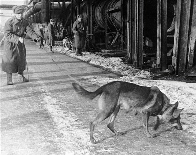 Неизвестная война. Собаки Победы