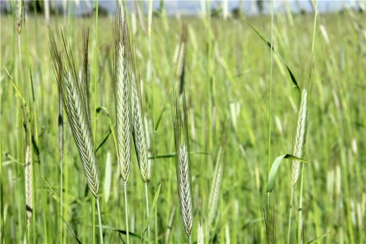 46-ой Пушкинский праздник поэзии в Берново. Часть вторая