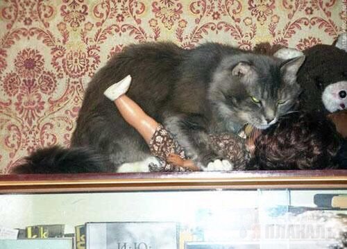 Забавная подборка котики и куклы! Присоединяйтесь (фото 7)
