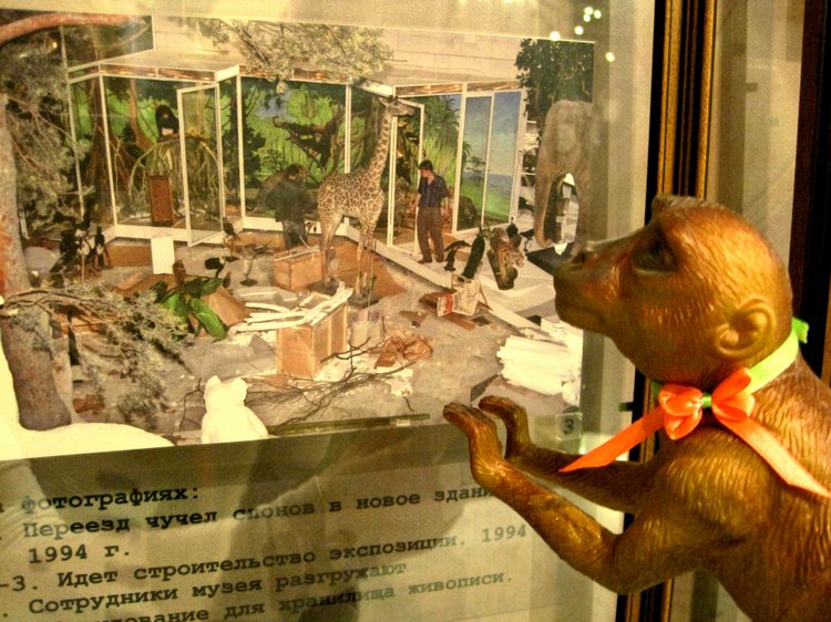День в музее. Анжела в Государственном Дарвиновском музее (фото 9)