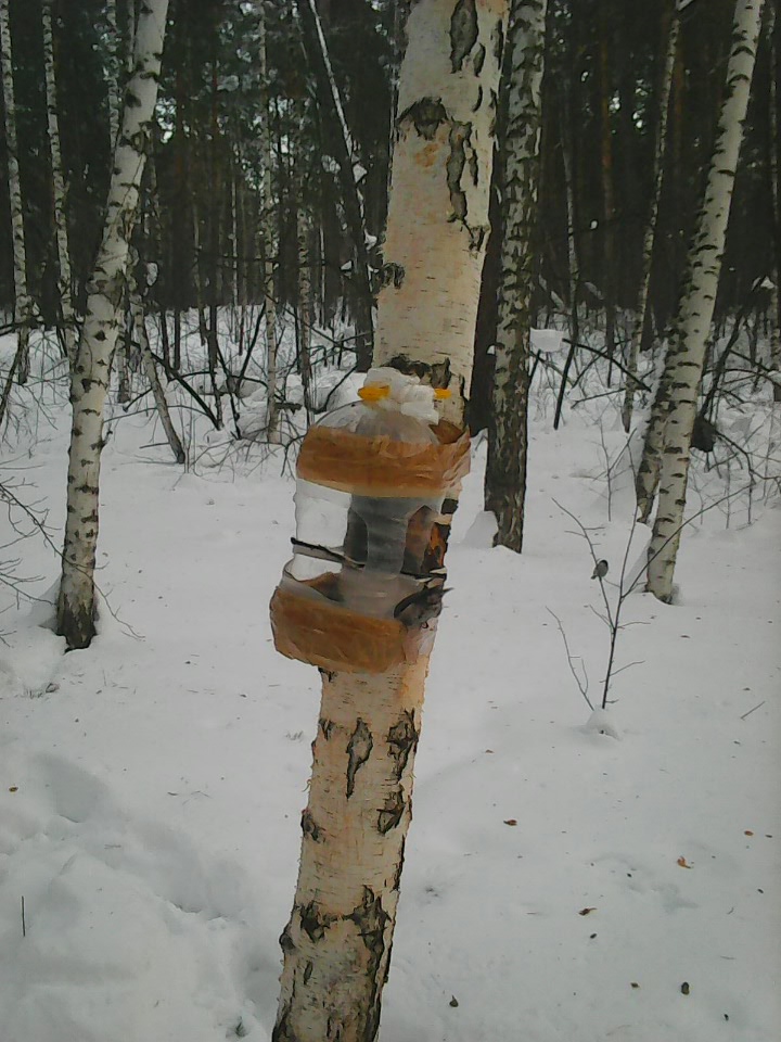 Интересное наблюдение за птицами у кормушки