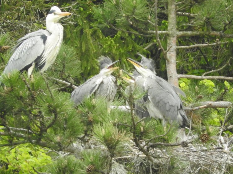 Любителям птиц. Серая цапля Словении
