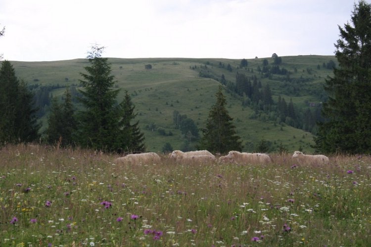 Как мы горы покоряли — Куклы Rosemarie Anna Muller (Мюллер): Вихтели (Wichtel)