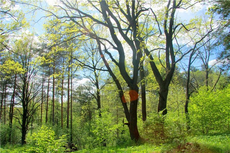 Просто Соня. Уникальные куклы от Сильвии Наттерер | Бэйбики Просто Соня. Уникальные куклы от Сильвии Наттерер